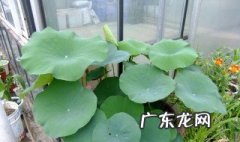 养碗莲的水发臭怎么办视频 养碗莲的水发臭怎么办