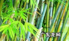节节高竹子怎么养叶子不黄 节节高竹子如何养