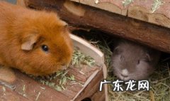 鼠年发生的大事件图片 鼠年发生的大事件