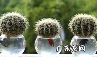养仙人球有啥讲究吗 养仙人球有什么讲究的吗