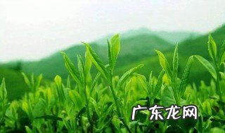 武夷茶是哪里的茶 武夷茶是哪里产的