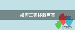 如何正确移栽芦荟 芦荟的正确种植方法