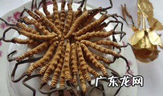 新鲜冬虫草怎么做 新鲜冬虫草怎么吃最好