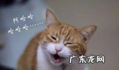 大黄猫跑进家里预示什么预兆 大黄猫跑进家里预示什么