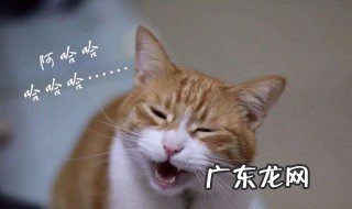 大黄猫跑进家里预示什么预兆 大黄猫跑进家里预示什么