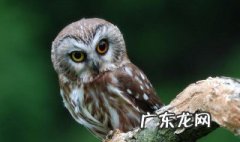 猫头鹰咕咕的叫 猫头鹰叫咕咕预示着什么