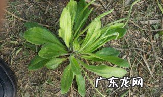 车前草怎么吃才最有效果 车前草怎么吃