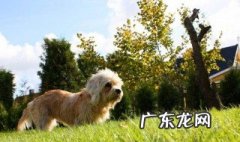 坟头蹦迪是什么梗