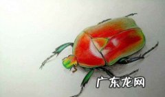 家里一直飞来金龟子 家里飞来一只金龟子预示什么
