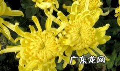 祭祀鲜花一般多少支 祭祀鲜花有什么讲究