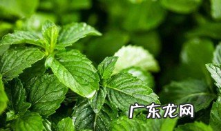 薄荷怎么吃养胃 薄荷怎么吃对身体好