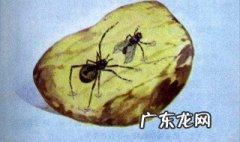 琥珀的形成过程 琥珀的形成