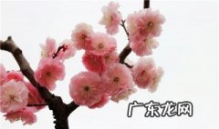 种杏梅有什么讲究 杏梅种植