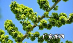 榆钱怎么吃好吃视频 榆钱应该怎么吃