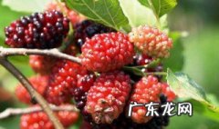 桑树果实怎么吃 桑树果实怎么吃最好