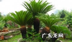 移栽铁树有什么讲究吗 移栽铁树有什么讲究