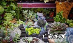 关于多肉的养殖知识 关于多肉的养殖