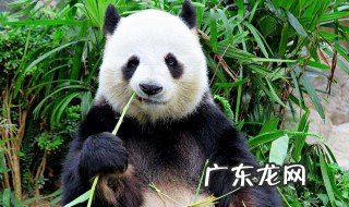 熊猫一般吃几个竹子啊 熊猫一般吃几个竹子