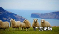 新西兰属于哪个国家 新西兰属于哪个洲