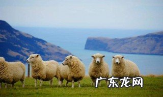 新西兰属于哪个国家 新西兰属于哪个洲
