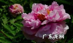 唯有牡丹真国色是谁的诗 唯有牡丹真国色花开时节动京城