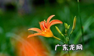 忘忧草是什么植物 忘忧草的意思是啥意思啊