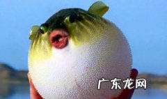 河豚哪里有毒 河豚哪里有毒怎么提取