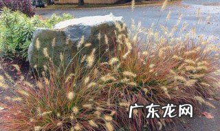 沙质土适合在哪种植物生长呢 沙质土适合在哪种植物生长