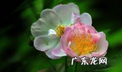 蔷薇花几到几月开花 蔷薇花几月开花哪个季节