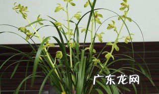 兰花适合在室外种植吗冬天 兰花适合在室外种植吗