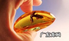 琥珀的功效与作用 琥珀的功效与作用用量