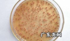水产硝化细菌的作用 硝化细菌的作用