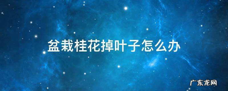 盆栽桂花掉叶子怎么办 盆栽桂花掉叶子是怎么回事