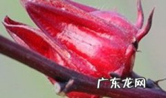 洛神花的功效与作用吃法 洛神花的功效与作用