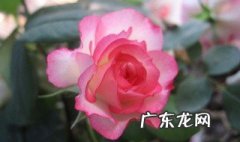 月季花的功效与作用及食用方法 月季花的功效与作用