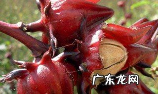 红桃k泡水喝的作用及功效 红桃k的作用及功效