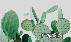 仙人掌的作用功效及用法 仙人掌的作用
