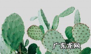 仙人掌的作用功效及用法 仙人掌的作用