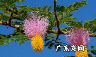 儿茶的功效与作用与主治与用量 儿茶的功效与作用
