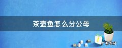 甲鱼怎么分公母 茶壶鱼怎么分公母