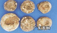 天南星的功效与作用 天南星的功效与作用图片