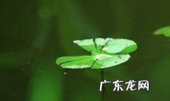 浮萍的功效与作用 浮萍的功效与作用洗头