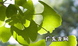 银杏叶的功效与作用 泡水喝有哪些禁忌 银杏叶的功效与作用