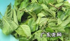 霜冻桑叶的作用与功效 桑叶的作用与功效