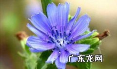 菊苣的功效与作用 菊苣的功效与作用菊苣图片