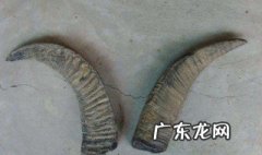 水牛角的功效与作用 水牛角浓缩粉的功效与作用