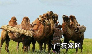 驼奶的功效与作用能降血压吗 驼奶的功效与作用