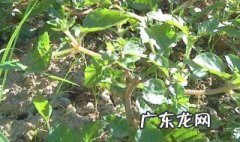 仙草是什么 仙草是什么做的