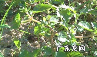 仙草是什么 仙草是什么做的
