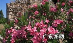 白花夹竹桃有毒吗 夹竹桃有毒吗